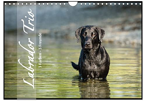 Labrador Trio - 3 Farben, 3 Freunde (Wandkalender 2026 DIN A4 quer), CALVENDO Monatskalender: Draußen in der Natur, 3 Hunde (CALVENDO Tiere)