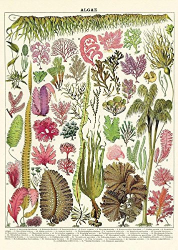 Cavallini Decorative Wrapping Paper (Algae Chart)