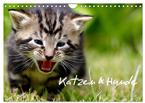 Katzen & Hunde (Wandkalender 2024 DIN A4 quer), CALVENDO Monatskalender: Katzen & Hunde in natürlichen Umfeld (CALVENDO Tiere)
