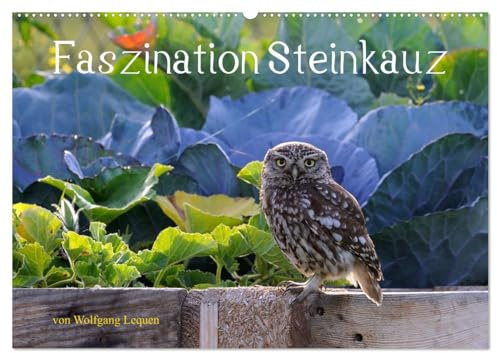 Faszination Steinkauz (Wandkalender 2026 DIN A2 quer), CALVENDO Monatskalender: Einmalige Bilder von Steinkäuzen in freier Natur. (CALVENDO Tiere)