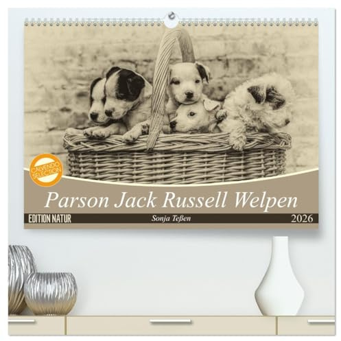 Parson Jack Russel Welpen (hochwertiger Premium Wandkalender 2026 DIN A2 quer), Kunstdruck in Hochglanz: Ein lustiger Haufen Parson Jack Russell Welpen begleitet Sie durchs Jahr. (CALVENDO Tiere)