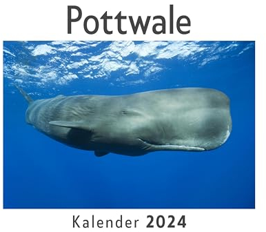 Pottwale (Wandkalender 2024, Kalender DIN A4 quer, Monatskalender im Querformat mit Kalendarium, Das perfekte Geschenk)