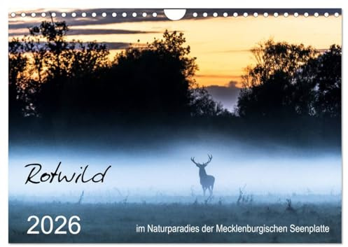 Rotwild - im Naturparadies der Mecklenburgischen Seenplatte (Wandkalender 2026 DIN A4 quer), CALVENDO Monatskalender: Rotwild beobachtet an der Mecklenburgischen Seenplatte (CALVENDO Tiere)