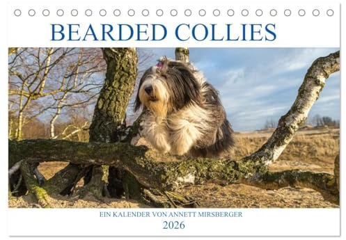 BEARDED COLLIES 2026 (Tischkalender 2026 DIN A5 quer), CALVENDO Monatskalender: Liebenswerter und cleverer Hütehund (CALVENDO Tiere)