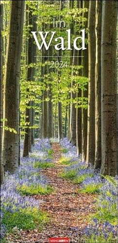 Im Wald Kalender 2024. Die heimischen Wälder in faszinierenden Fotos dargestellt in einem XL Kalender. Bäume und Co. in einem länglichen Kalender. 33x68 cm Hochformat