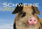 Schweine Kalender 2025: Der Tierkalender mit den charmanten Namen