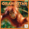 Orangutan Square Wall Calendar 2023
