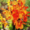 Cymbidium Orchidee Pflanze, MehrjäHrig Phalaenopsis Orchideen, Winterhart Zwiebeln,Blüten Tischdeko Fensterbank Deko, In Top QualitäT Mehrjährige Blumen Blumenzwiebeln, 10zwiebelns-E