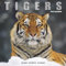 Tigers – Tiger 2025 – 16-Monatskalender: Original Avonside-Kalender [Mehrsprachig] [Kalender] (Wall-Kalender)