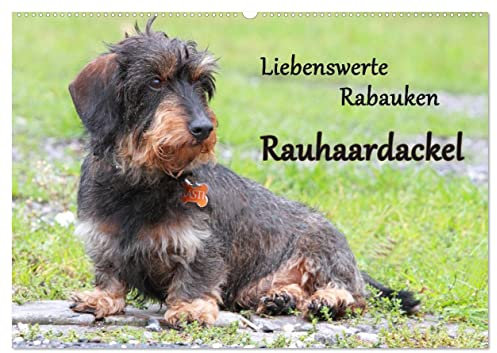 Liebenswerte Rabauken Rauhaardackel/CH-Version (Wandkalender 2025 DIN A2 quer), CALVENDO Monatskalender