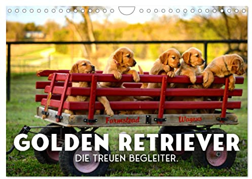 Golden Retriever - Die treuen Begleiter. (Wandkalender 2026 DIN A4 quer), CALVENDO Monatskalender: So freundlich und kuschelig. (CALVENDO Tiere)