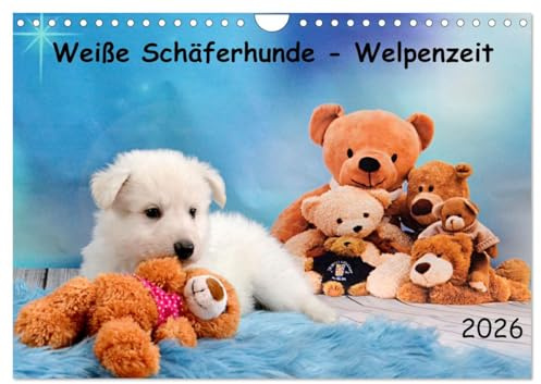 Weiße Schäferhunde - Welpenzeit (Wandkalender 2026 DIN A4 quer), CALVENDO Monatskalender: Weiße Schäferhunde in den ersten 12 Lebenswochen (CALVENDO Tiere)