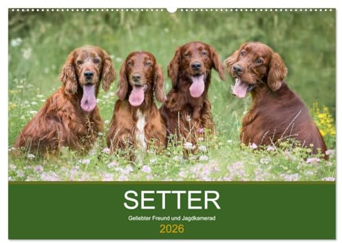 Setter - Geliebter Freund und Jagdkamerad (Wandkalender 2026 DIN A2 quer), CALVENDO Monatskalender: Der Setter - treuer Freund der Familie und verlässlicher Partner auf der Jagd. (CALVENDO Tiere)