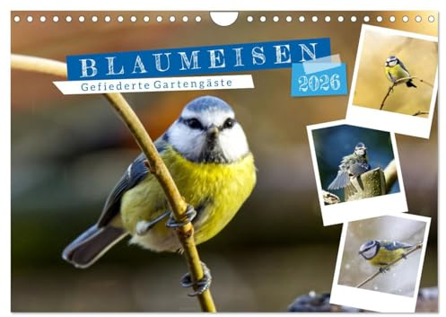 Gefiederte Gartengäste, Blaumeisen (Wandkalender 2026 DIN A4 quer), CALVENDO Monatskalender: Lieblingsvögel in unseren Gärten. (CALVENDO Tiere)