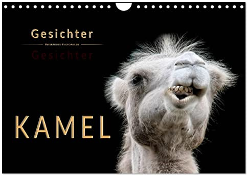 Kamel Gesichter (Wandkalender 2026 DIN A4 quer), CALVENDO Monatskalender: Eindrucksvolle Bilder der Überlebenskünstler. (CALVENDO Tiere)