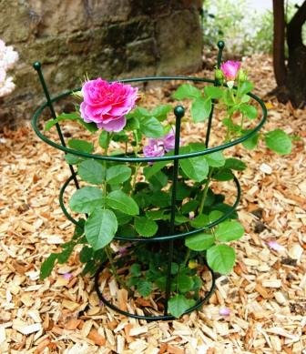 GAP GARDEN PRODUCTS Metal Large Peony Plant Support (pack of 1) Green finish Ideal for Peonies, Delphiniums, Lupins etc.