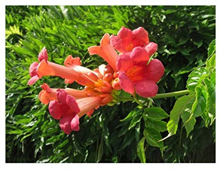RP Seeds Campsis radicans (Trumpet Vine) - 50 Seeds
