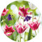Wallario Glasbild rund Blühende Blumen im Frühling in pink und weiß - Rund, 50 cm Durchmesser Wandbild Glas in Premium-Qualität: Brillante Farben, freischwebende Optik