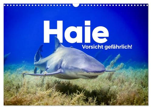Haie - Vorsicht gefährlich! (Wandkalender 2026 DIN A3 quer), CALVENDO Monatskalender: Entdecke die Welt der Haie. (CALVENDO Tiere)