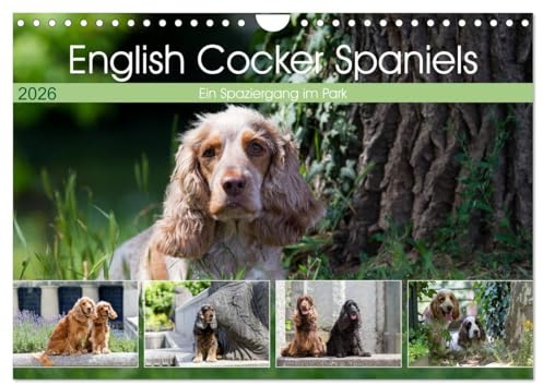 English Cocker Spaniels - Ein Spaziergang im Park (Wandkalender 2026 DIN A4 quer), CALVENDO Monatskalender: English Cocker Spaniel im Park auf der Mathildenhöhe (CALVENDO Tiere)