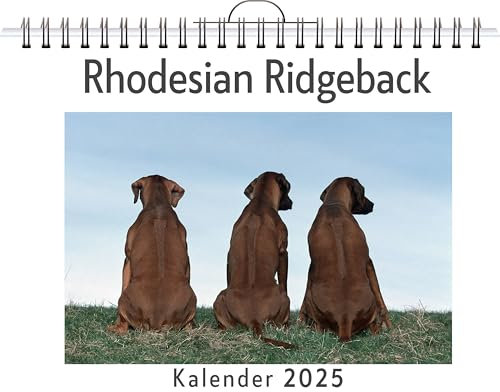 Rhodesian Ridgeback - (Wandkalender 2025, Kalender DIN A4 quer, Monatskalender im Querformat mit Kalendarium, das perfekte Geschenk)