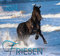Friesen 2024: Friesen Pferde
