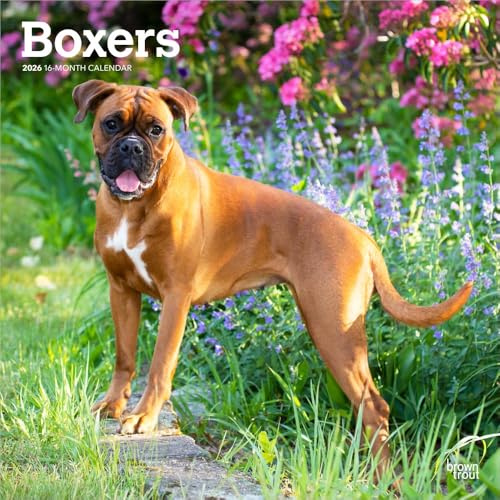 Boxers International Edition | 2026 12 x 24 Inch (Hanging) Monthly Square Wall Calendar | Plastic-Free | BrownTrout | Animals Dog Breeds