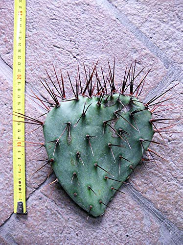 Opuntia phaeacantha var. Major (n.1 Schaufel) 15-25 cm, Kaktus, winterharte Sukkulente, beständig bis -20 C