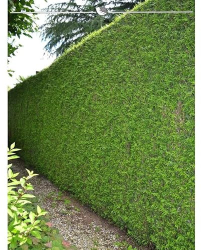 Thuja plicata Martin 160-180 cm. 25 Pflanzen. Thujahecke - Sichtschutz Hecke