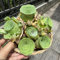 semillas de plantas suculentas de rosa montaña, Semillas prados flores, flores para balcones y parterres elevados Plantas resistentes, orgánicas, interior Decoración balcón, pradera, 100pcs