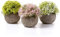 T4U Künstliche künstliche Graspflanzen im Topf, Kunstpflanze, Sukkulenten Künstlich, Desktop-Fensterbank, Deko Badezimmer, Bonsai, Zimmer Deko, Geschenk für Hochzeit, Geburtstag, Weihnachten, 3er-Set