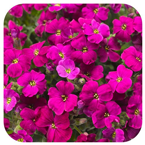 Aubretia 'Katie Red Shades' X 6 Plug Plants