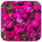 Aubretia 'Katie Red Shades' X 6 Plug Plants