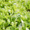 200 pz semi di valerianella bio - Semi di ortaggi da balcone, balcone da aiuola rialzata (Valerianella locusta) Semi di ortaggi invernali, semi tappezzanti resistenti semi di ortaggi,