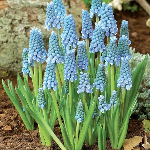 Selten Hyazinthen-Rhizom, Überraschend wachsend, Winterhart Mehrjährig, Geeignet für Frühling und Herbst, Kein Gießen Erforderlich, Leicht Zu ZüChten-6 Rhizom-F
