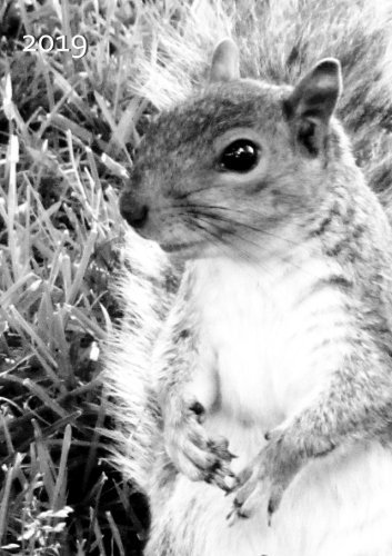 Kalender 2019 - Eichhörnchen: DIN A5 - 1 Woche pro Doppelseite