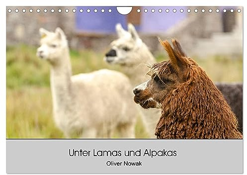 Unter Lamas und Alpakas (Wandkalender 2026 DIN A4 quer), CALVENDO Monatskalender: Lamas und Alpakas in Südamerika (CALVENDO Tiere)