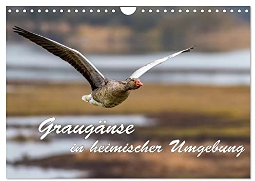 Graugänse in heimischer Umgebung (Wandkalender 2026 DIN A4 quer), CALVENDO Monatskalender: Wunderschöne Aufnahmen der häufigsten Wildgans in unserem Land (CALVENDO Tiere)