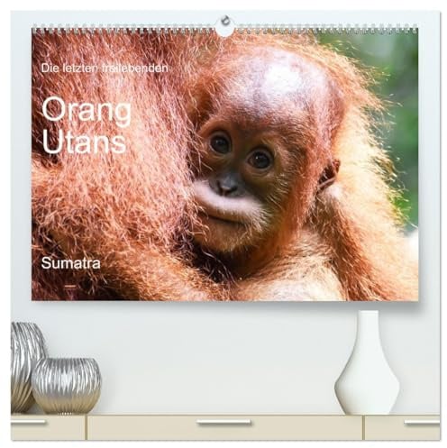Die letzten freilebenden Orang Utans (hochwertiger Premium Wandkalender 2026 DIN A2 quer), Kunstdruck in Hochglanz: Orang Utans in freier Wildbahn (CALVENDO Tiere)