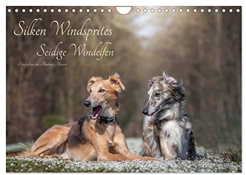Silken Windsprites - Seidige Windelfen (Wandkalender 2026 DIN A4 quer), CALVENDO Monatskalender: Ein Kalender mit 13 liebevollen Fotografien dieser eleganten Windhundrasse. (CALVENDO Tiere)