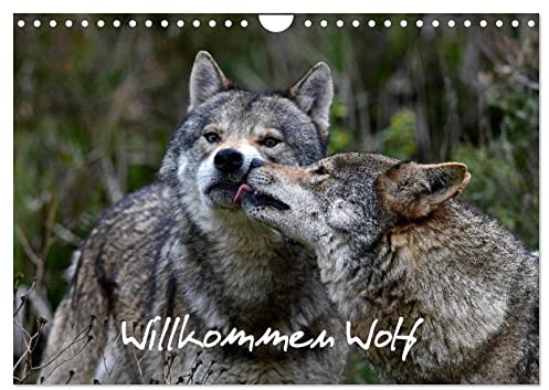 Willkommen Wolf (Wandkalender 2026 DIN A4 quer), CALVENDO Monatskalender: Der Wolf ist zurück (CALVENDO Tiere)