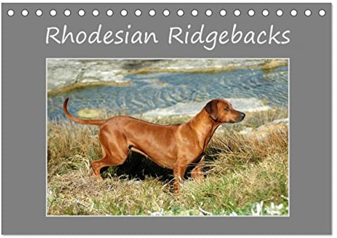 Rhodesian Ridgebacks (Tischkalender 2026 DIN A5 quer), CALVENDO Monatskalender: Ein hochqualitativer Foto-Kalender der Hunderasse Rhodesian ... Lebenssituationen. (CALVENDO Tiere)