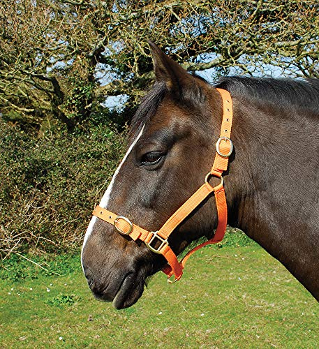 Rhinegold Nylon Headcollar - Full - Tangerine
