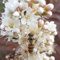NEU! Fiederspiere Sem® Sorbaria sorbifolia Sibirische Fiederspiere Bienenweide 40-60 cm 3 L Topf