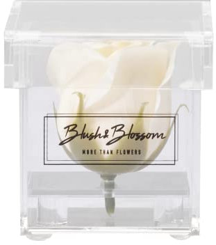 Blush & Blossom Rosenblüte in transparenter Box, cremefarben