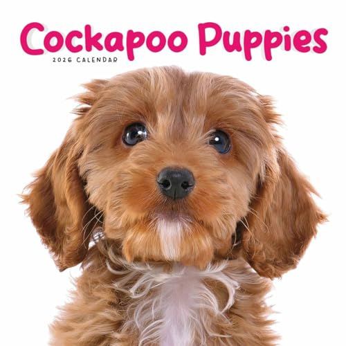 Cockapoo Puppies Mini Calendar 2026, Wall Calendars, Month To View, Gift