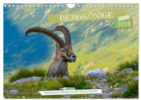 Bergkönige - Steinböcke im Blickpunkt der Naturforografie (Wandkalender 2026 DIN A4 quer), CALVENDO Monatskalender: Steinböcke erklimmen unbeirrt die Gipfel ihrer Ziele (CALVENDO Tiere)