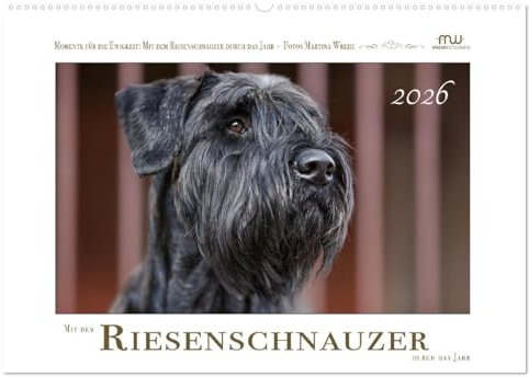 Mit dem Riesenschnauzer durch das Jahr (Wandkalender 2026 DIN A2 quer), CALVENDO Monatskalender: Riesenschnauzer - schwarz (CALVENDO Tiere)