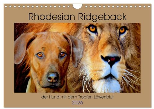 Rhodesian Ridgeback der Hund mit dem Tropfen Löwenblut (Wandkalender 2026 DIN A4 quer), CALVENDO Monatskalender: Rhodesian Ridgeback, afrikanischer Löwenhund (CALVENDO Tiere)