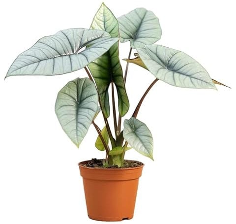 Alocasia 'Platinum' - Elefantenohr Pflanze, Pfeilblatt - Rarität - Topf Ø 12 cm